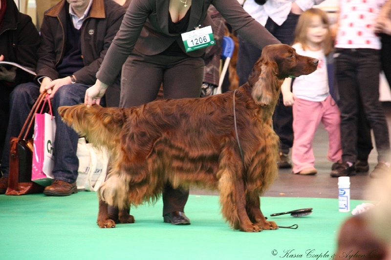 Crufts2011 428.jpg